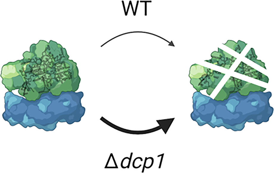 Disruption of Dcp1 leads to a Dcp2-dependent aberrant ribosome profiles in Aspergillus nidulans