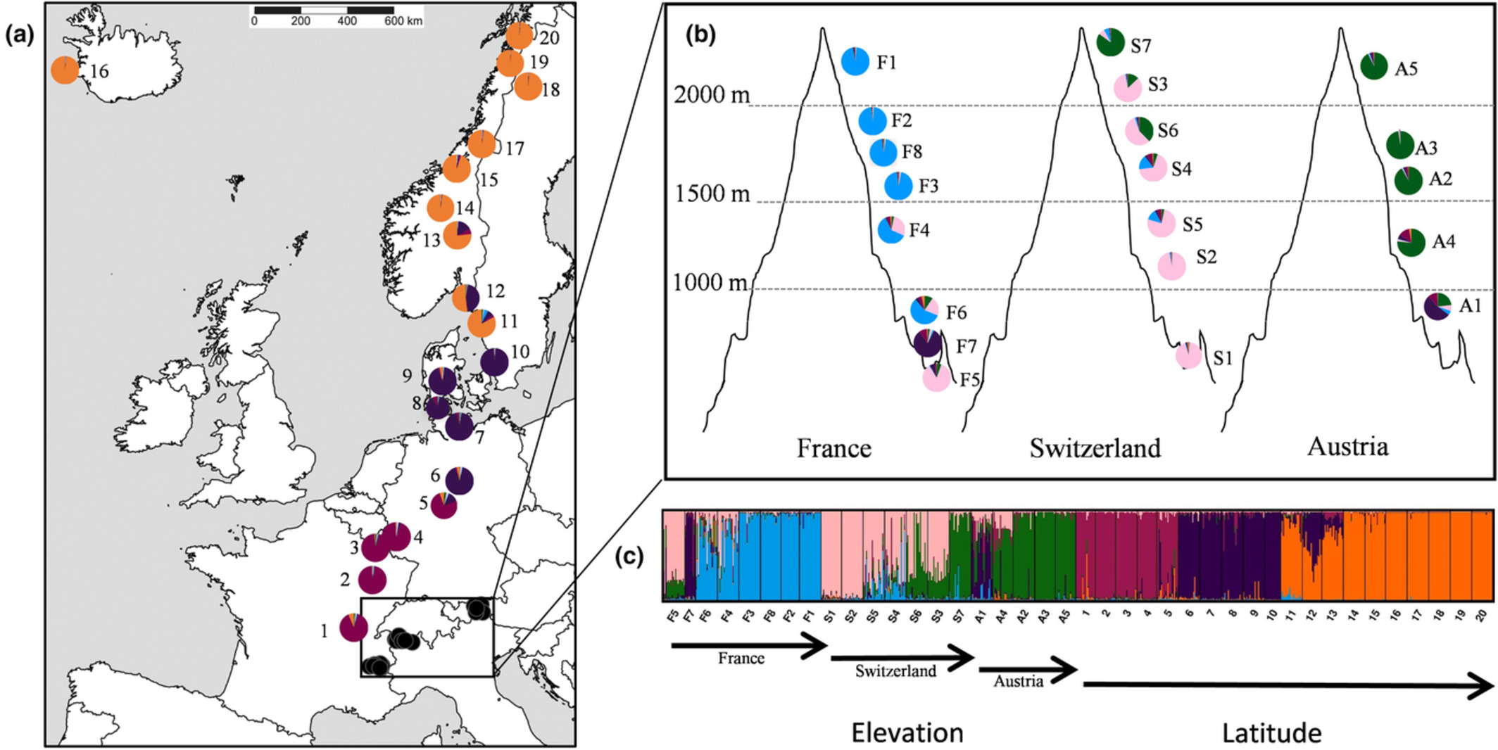 Genetic diversity and differentiation of populations of Anthyllis vulneraria along elevational and latitudinal gradients