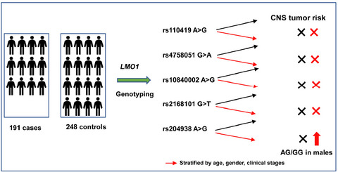 Associations between LMO1 gene polymorphisms and central nervous system tumor susceptibility