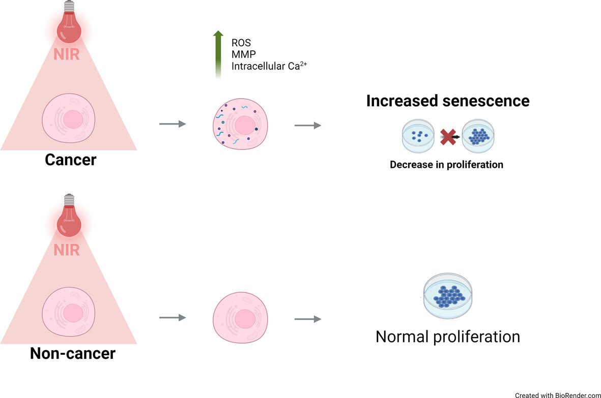 Selective induction of senescence in cancer cells through near-infrared light treatment via mitochondrial modulation
