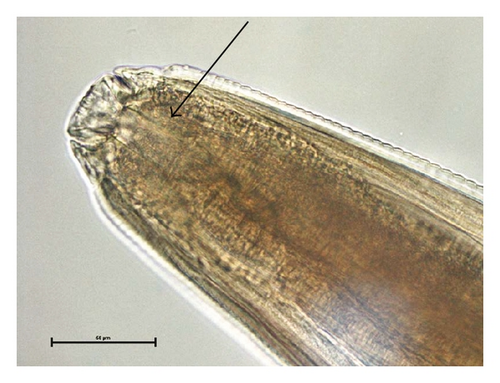 Details are in the caption following the image
