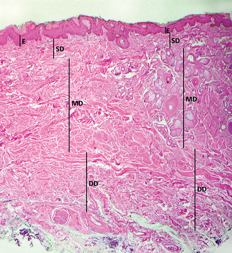 Details are in the caption following the image Details are in the caption following the image