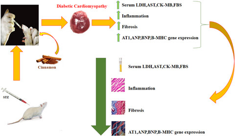 Diabetic cardiomyopathy was attenuated by cinnamon treatment through the inhibition of fibro-inflammatory response and ventricular hypertrophy in diabetic rats