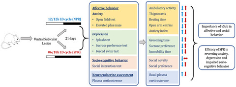 Short photoperiod restores ventral subicular lesion-induced deficits in affective and socio-cognitive behavior in male Wistar rats