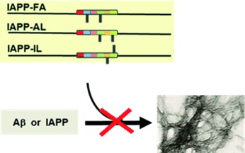 Selectively N-Methylated Soluble IAPP Mimics as Potent IAPP Receptor Agonists and Nanomolar Inhibitors of Cytotoxic Self-Assembly of Both IAPP and Aβ40