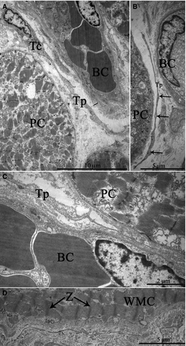 Details are in the caption following the image