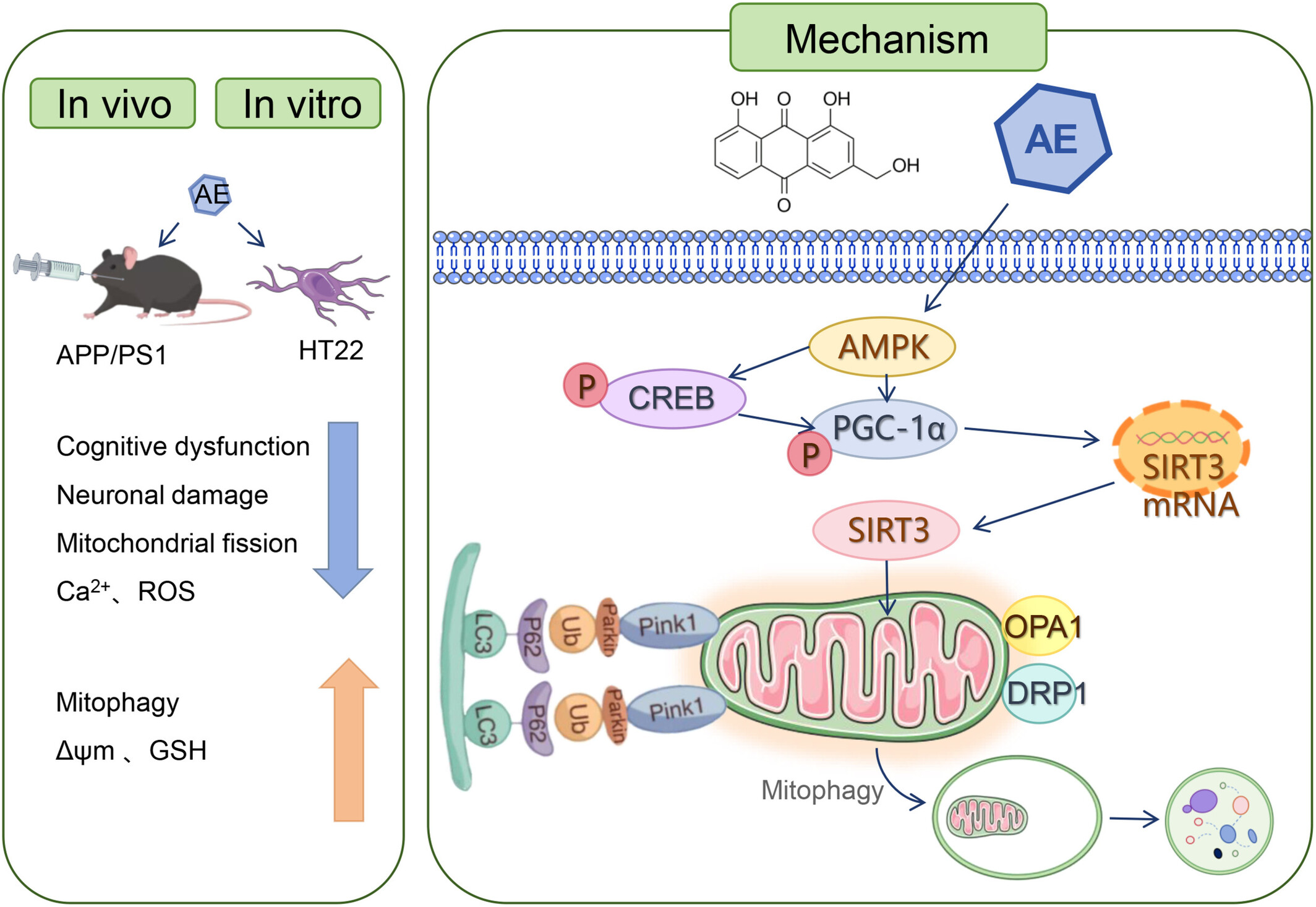 Aloe-Emodin Improves Mitophagy in Alzheimer's Disease via Activating the AMPK/PGC-1α/SIRT3 Signaling Pathway