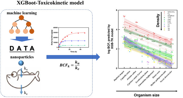 Assessing comparable bioconcentration potentials for nanoparticles in aquatic organisms via combined utilization of machine learning and toxicokinetic models