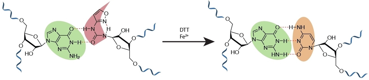 Isoxazole Nucleosides as Building Blocks for a Plausible Proto-RNA
