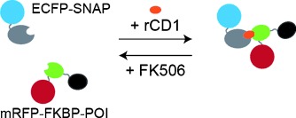 A Rapidly Reversible Chemical Dimerizer System to Study Lipid Signaling in Living Cells