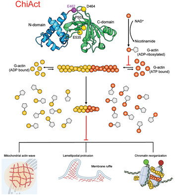 A Chemogenetic Toolkit for Inducible, Cell Type-Specific Actin Disassembly