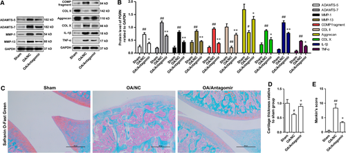 Details are in the caption following the image Details are in the caption following the image