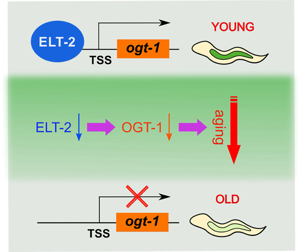ELT-2 promotes O-GlcNAc transferase OGT-1 expression to modulate Caenorhabditis elegans lifespan