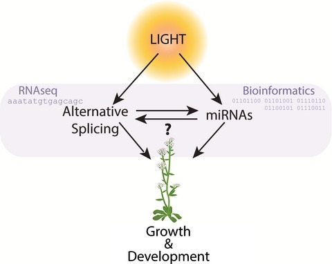 Casting Away the Shadows: Elucidating the Role of Light-mediated Posttranscriptional Control in Plants