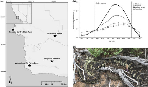 Thermal ecology and baseline energetic requirements of a large-bodied ectotherm suggest resilience to climate change