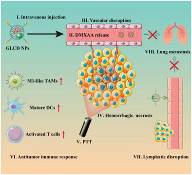 An Intelligent Vascular Disrupting Dendritic Nanodevice Incorporating Copper Sulfide Nanoparticles for Immune Modulation-Mediated Combination Tumor Therapy