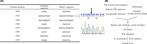 Toll-like receptor 4 promoter polymorphisms in a familial mediterranean fever patient with asymptomatic bacteriuria