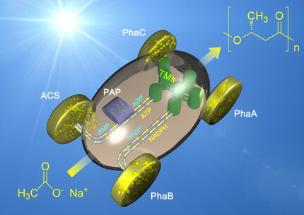 Installing a Green Engine To Drive an Enzyme Cascade: A Light-Powered In Vitro Biosystem for Poly(3-hydroxybutyrate) Synthesis