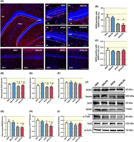 Details are in the caption following the image Details are in the caption following the image