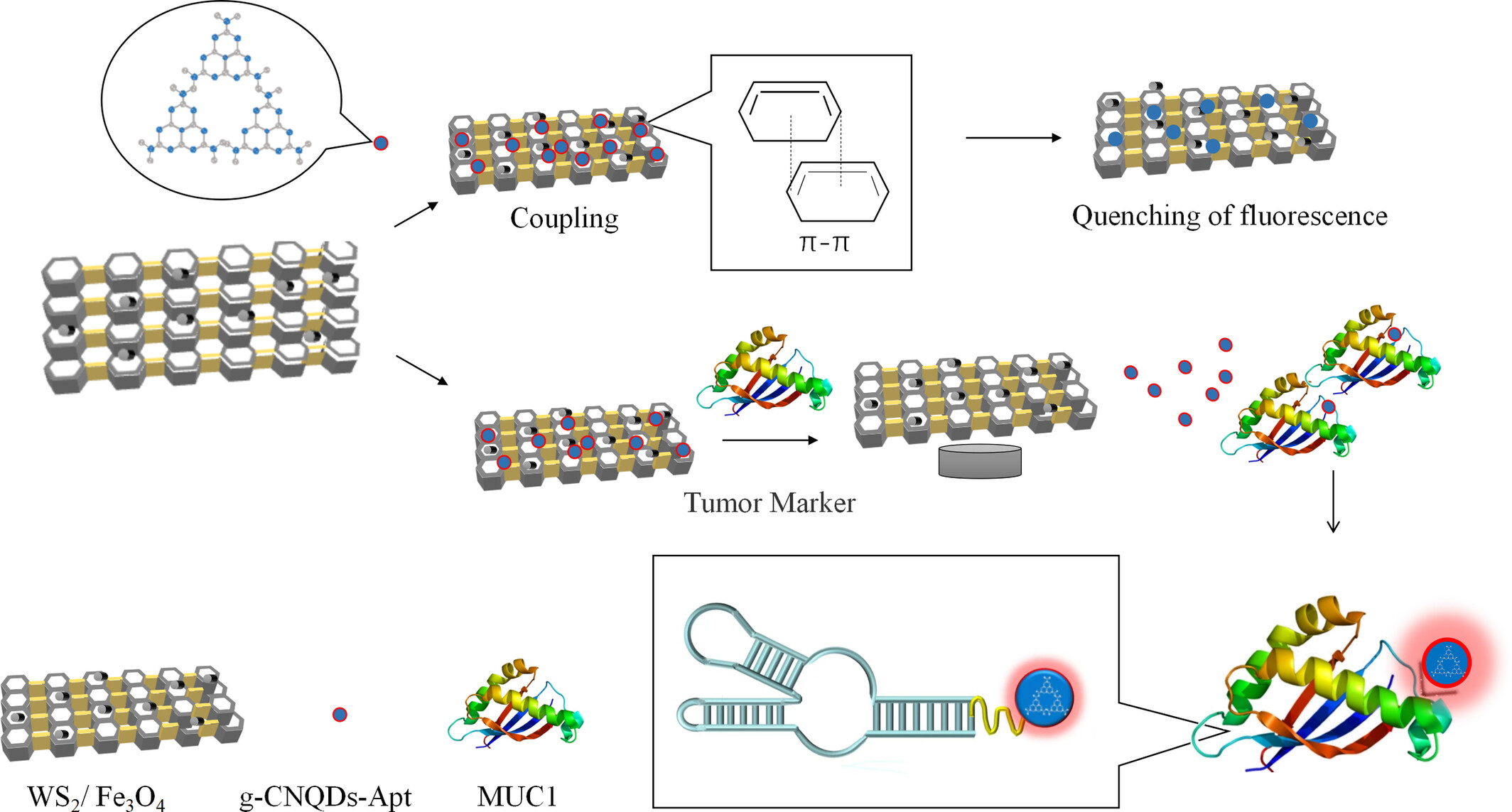 Construction of magnetically separated quantum dot fluorescent aptasensor and its application in MUC1 detection