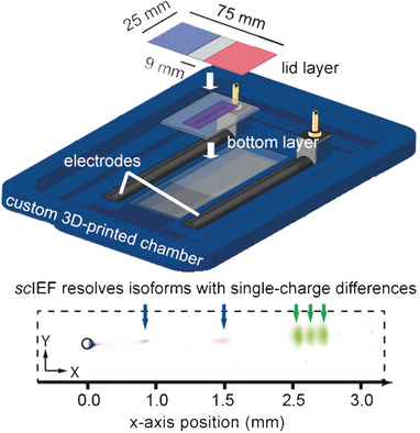 Detection of Isoforms Differing by a Single Charge Unit in Individual Cells