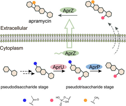 Two Cryptic Self-Resistance Mechanisms in Streptomyces tenebrarius Reveal Insights into the Biosynthesis of Apramycin