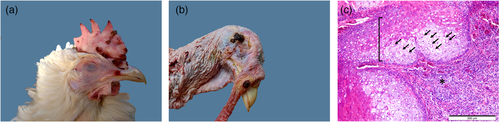 Details are in the caption following the image Details are in the caption following the image