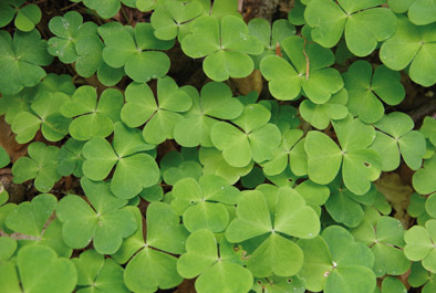 Chlorophyll