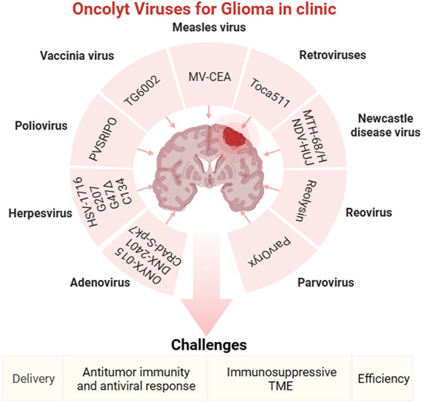 Oncolytic viral therapy as promising immunotherapy against glioma