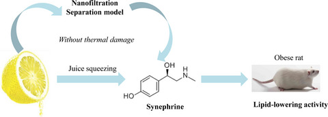 A green separation mode of synephrine from Citrus aurantium L. (Rutaceae) by nanofiltration technology