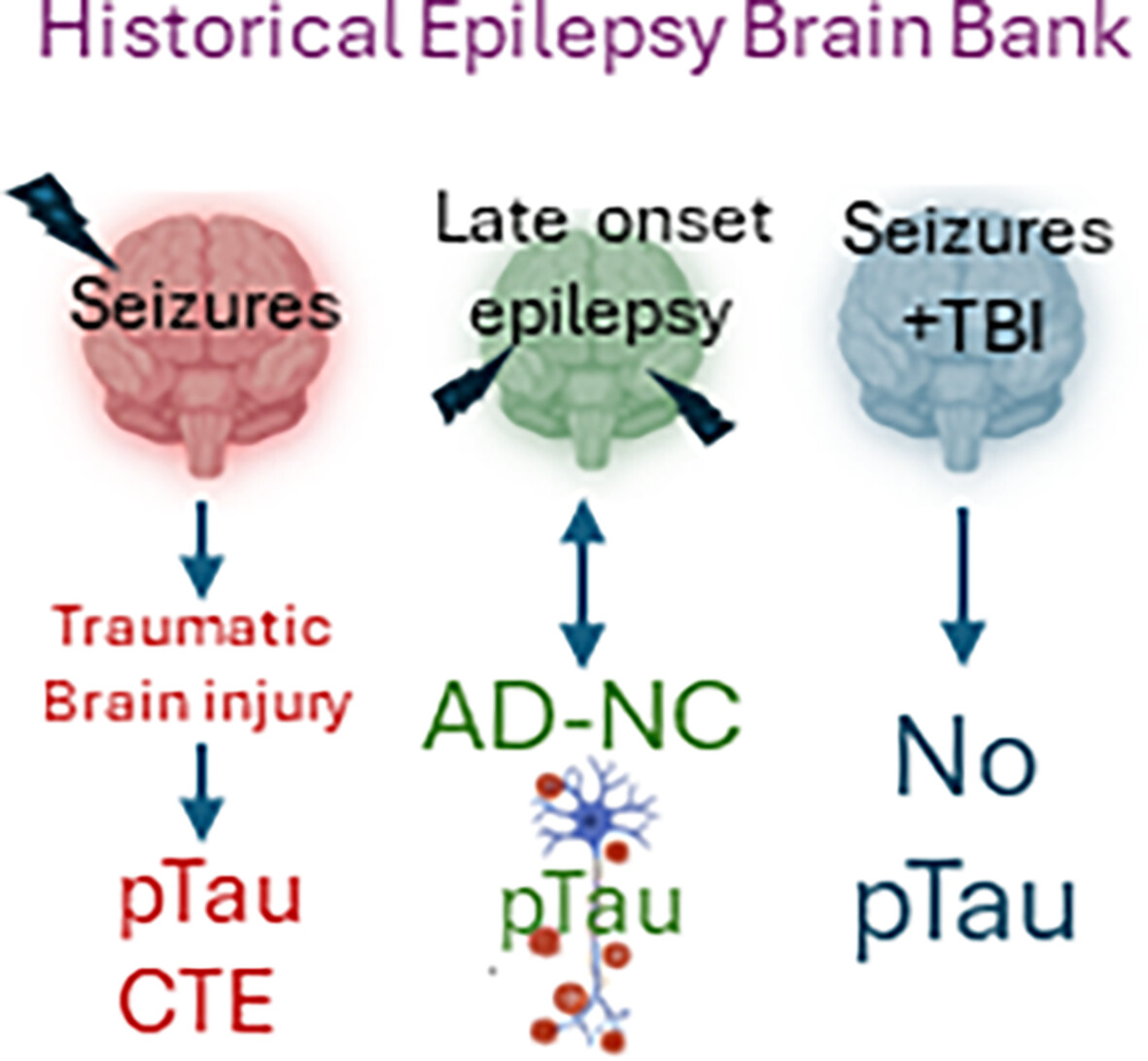 The prevalence of chronic traumatic encephalopathy in a historical epilepsy post-mortem collection