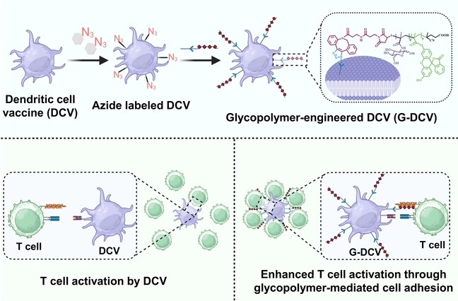 Click-Chemistry-Mediated Cell Membrane Glycopolymer Engineering to Potentiate Dendritic Cell Vaccines