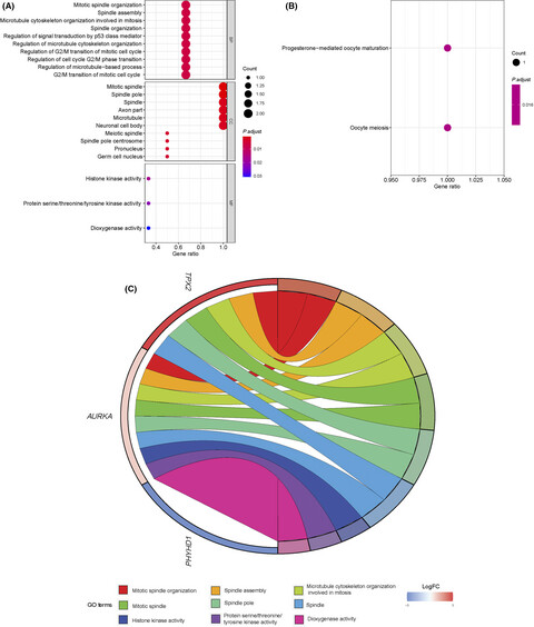 Gene signatures predict biochemical recurrence-free survival in primary prostate cancer patients after radical therapy