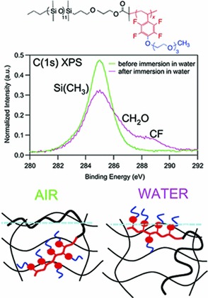 Surface Chemistry of Amphiphilic Polysiloxane/Triethyleneglycol-Modified Poly(pentafluorostyrene) Block Copolymer Films Before and After Water Immersion