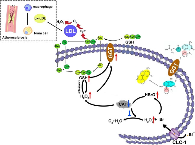 Prediction of Early Atherosclerotic Plaques Using a Sequence-Activated Fluorescence Probe for the Simultaneous Detection of γ-Glutamyl Transpeptidase and Hypobromous Acid