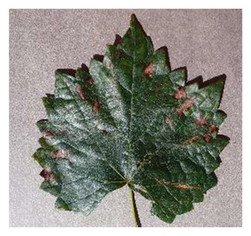 Details are in the caption following the image Details are in the caption following the image