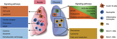 Single-cell transcriptomics reveals distinct cell response between acute and chronic pulmonary infection of Pseudomonas aeruginosa