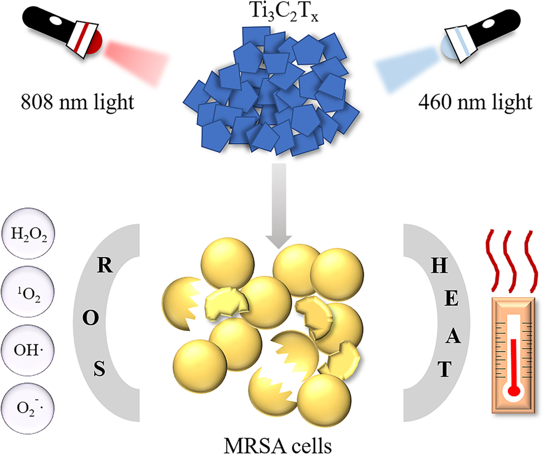 Photodynamic and Photothermal Effects of MXene Ti3C2Tx Under 460/808 nm Light Against Methicillin-Resistant Staphylococcus aureus