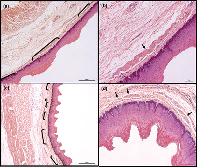 New aspects of the esophageal histology of the domestic goat (Capra hircus) and European roe deer (Capreolus capreolus)