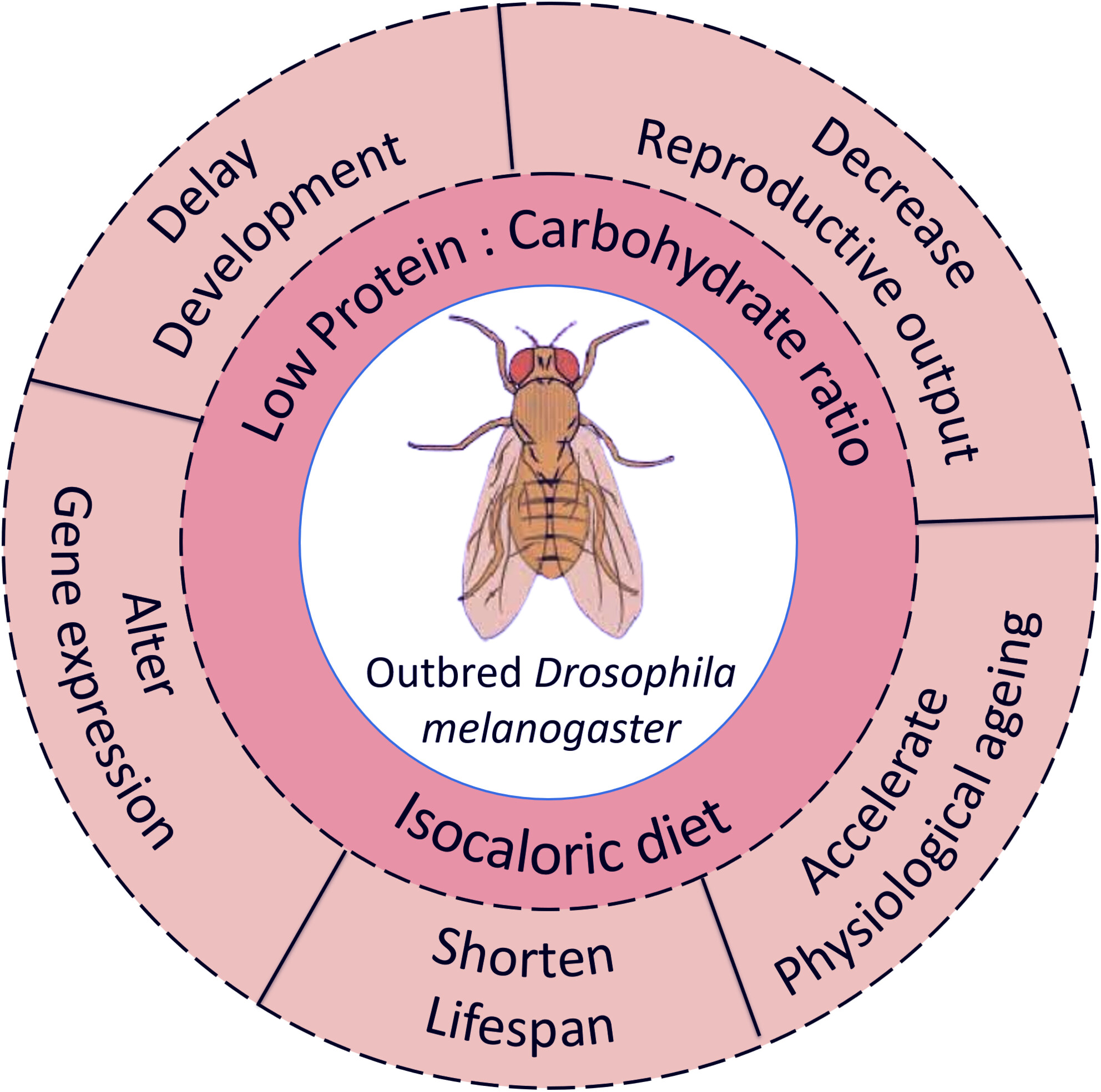 Diet-induced plasticity of life-history traits and gene expression in outbred Drosophila melanogaster population