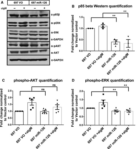 The regulation of tumor-suppressive microRNA, miR-126, in chronic lymphocytic leukemia