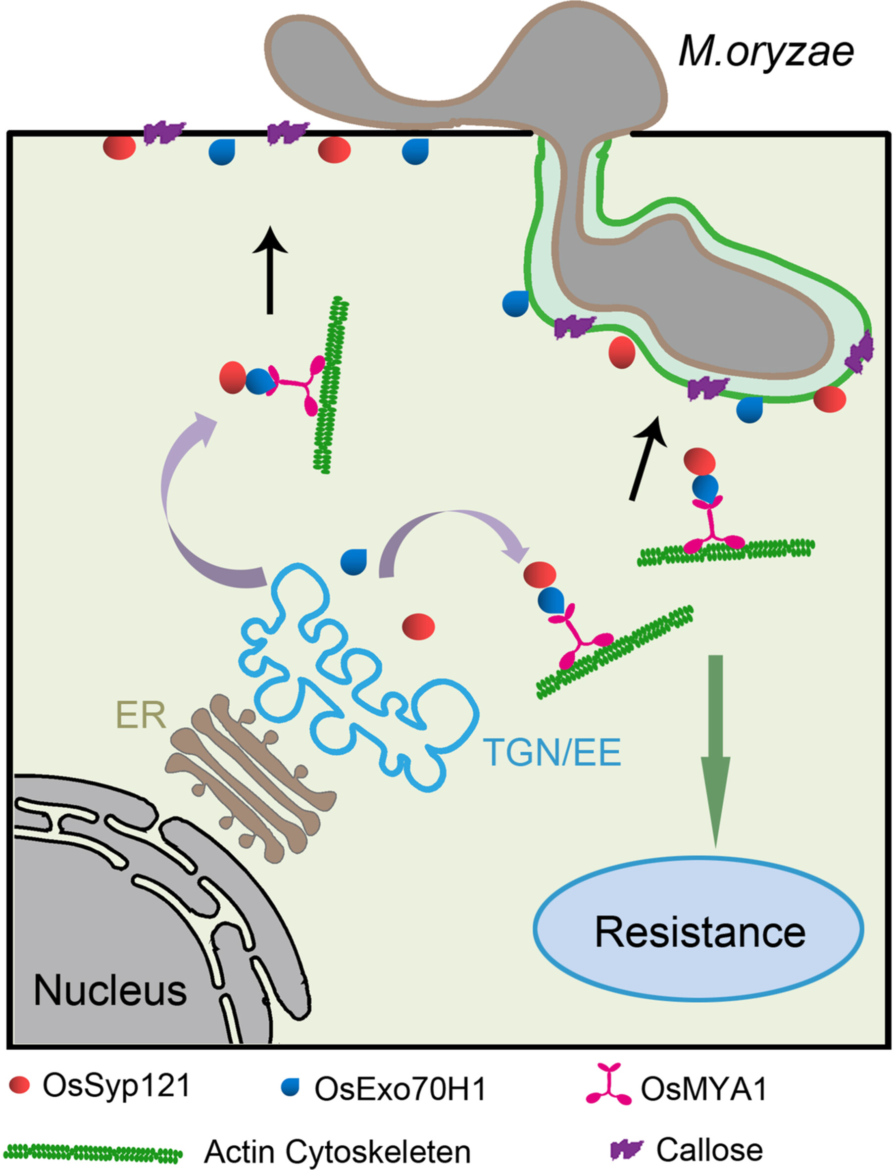 The actin motor protein OsMYA1 associates with OsExo70H1 and contributes to rice secretory defense by modulating OsSyp121 distribution