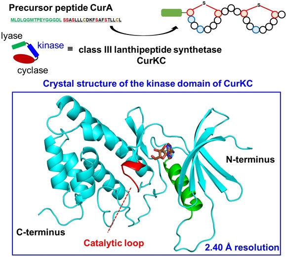 Discovery of a Unique Structural Motif in Lanthipeptide Synthetases for Substrate Binding and Interdomain Interactions