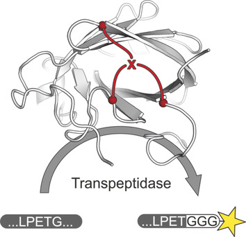 In Situ Cyclization of Native Proteins: Structure-Based Design of a Bicyclic Enzyme