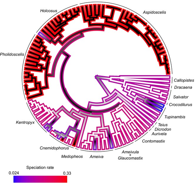 Colonization of North America Boosted the Diversification of Whiptail Lizards