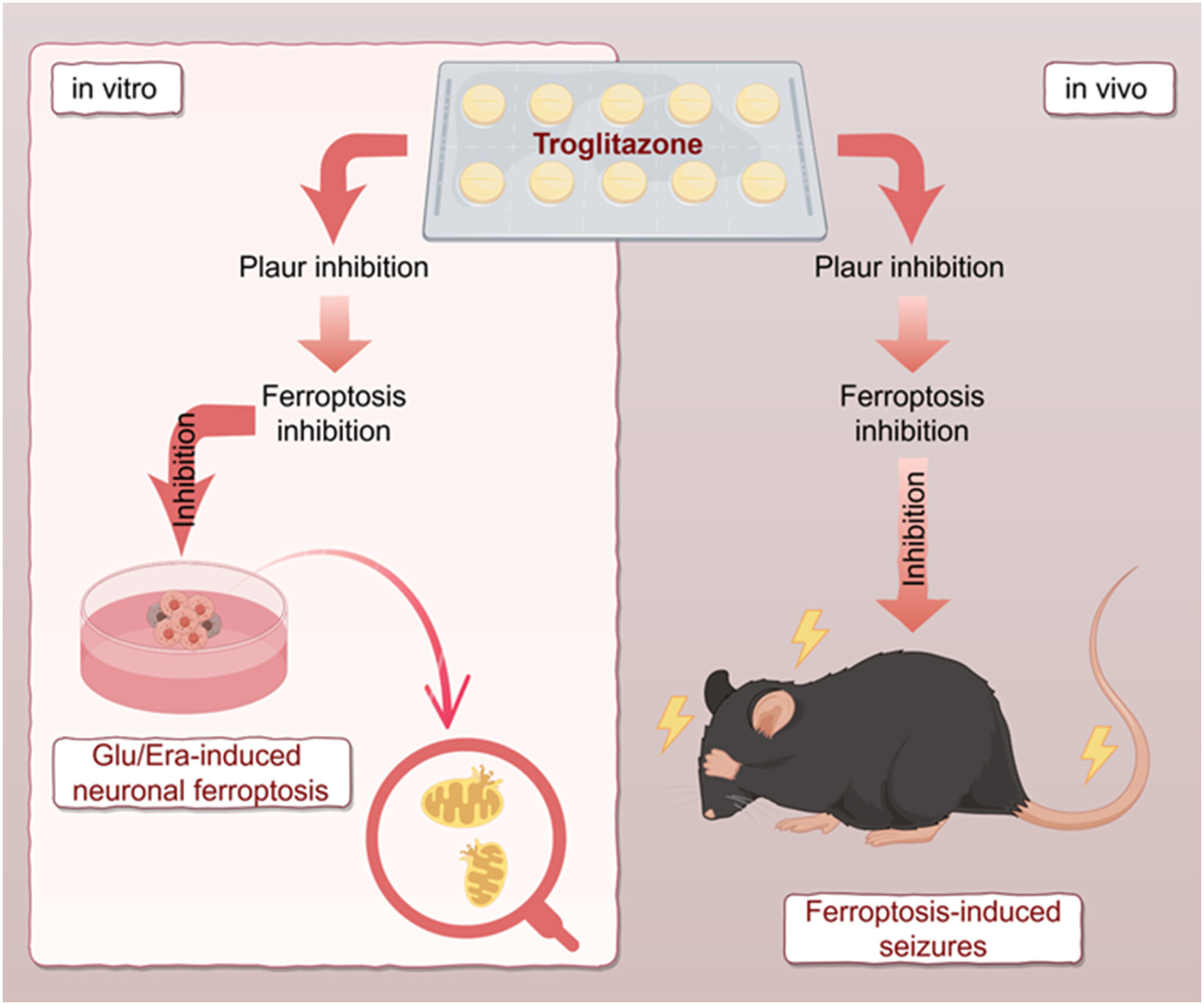 Unveiling the shield: Troglitazone's impact on epilepsy-induced nerve injury through ferroptosis inhibition