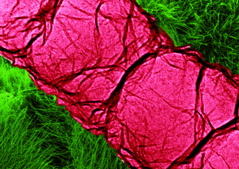 Facile One-Pot, One-Step Synthesis of a Carbon Nanoarchitecture for an Advanced Multifunctonal Electrocatalyst