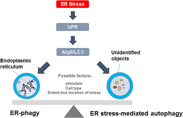 Crosstalk of ER stress-mediated autophagy and ER-phagy: Involvement of UPR and the core autophagy machinery