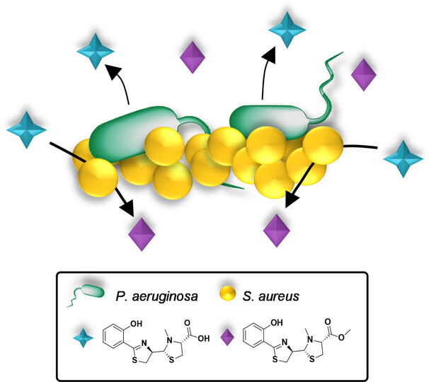 Chemical Modification of a Bacterial Siderophore by a Competitor in Dual-Species Biofilms