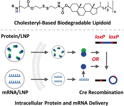 Protein and mRNA Delivery Enabled by Cholesteryl-Based Biodegradable Lipidoid Nanoparticles